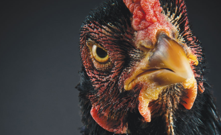 George Monbiot - Trade Deals And The Game of Chicken