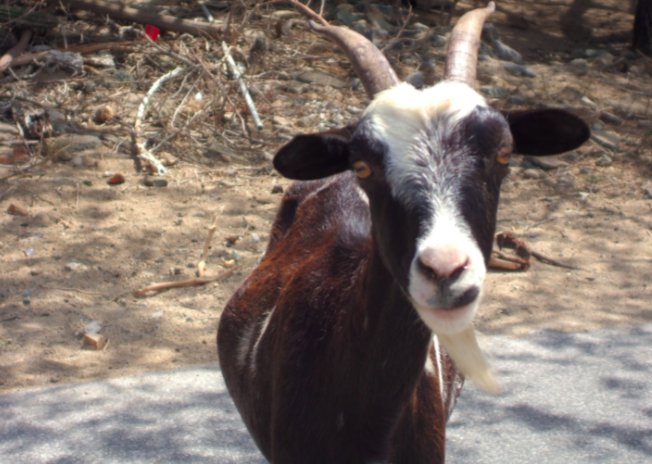 Israel’s law against Palestinian goats is self-inflicted wound for Zionism