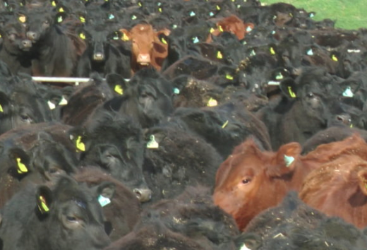 Revealed: Industrial scale beef farming comes to the UK