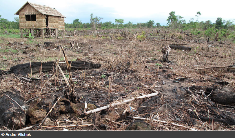 Welcome To Sumatra, Indonesia, An Environmental Genocide In The Making