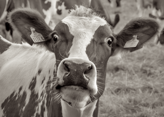 George Monbiot - Eating The Earth