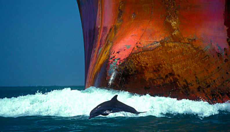 Dolpins or LNG tankers in the Shannon Estuary?