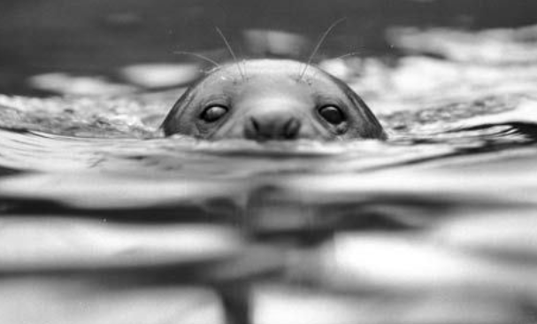 How an animal welfare charity ended up endorsing seal killing