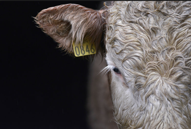 US agribusiness lobby calls on Trump to target UK food and environment rules in Brexit trade deal