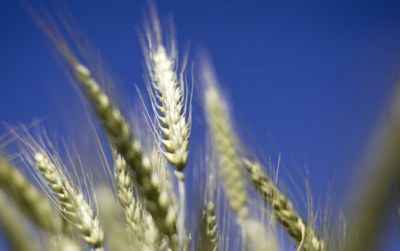 Brexit and GMO's - What's really going to happen