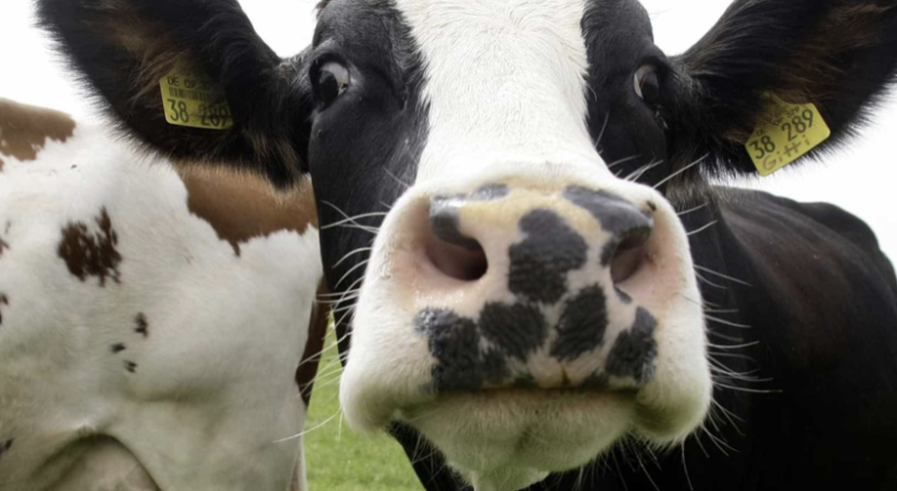 UK farmers get £2.9bn Brexit payout to replace £3.5bn paid by EU