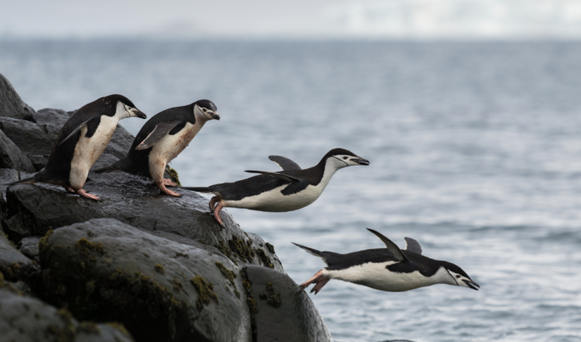 North and South Poles attract marine life avoiding rising heat