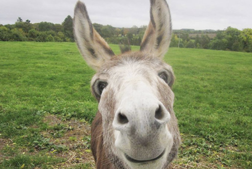 I met Keir Starmer’s donkeys – and they told me something about him