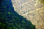 UK investors’ $2bn backing for meat giants linked to Amazon deforestation