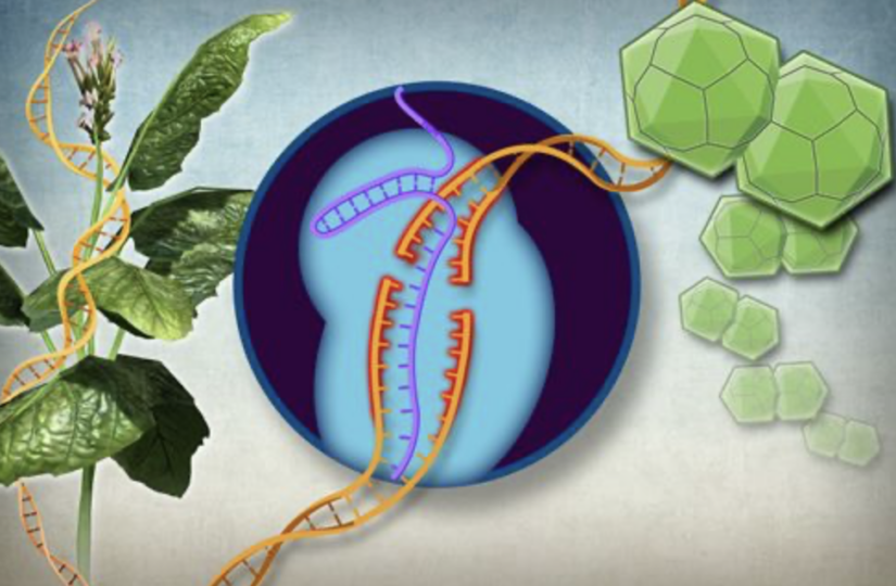 Post-Brexit Gene Editing - What's happening?